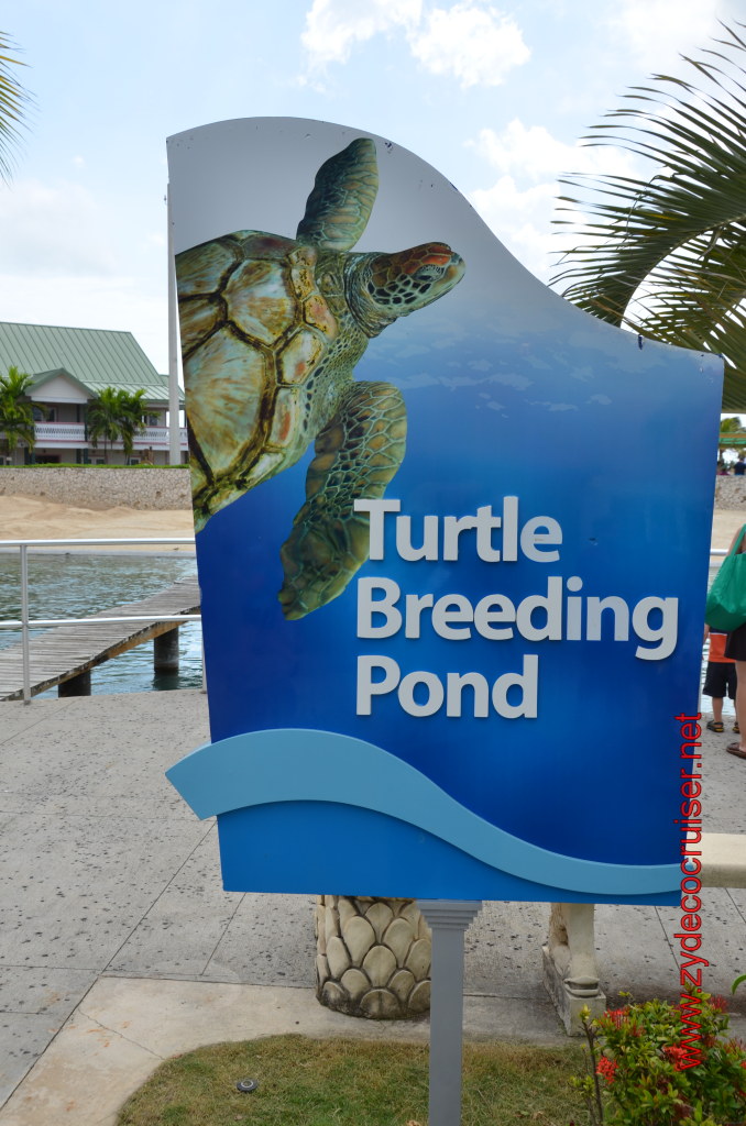 006: Carnival Magic, BC5, John Heald's Bloggers Cruise 5, Grand Cayman, Cayman Turtle Farm, Turtle Breeding Pond, 