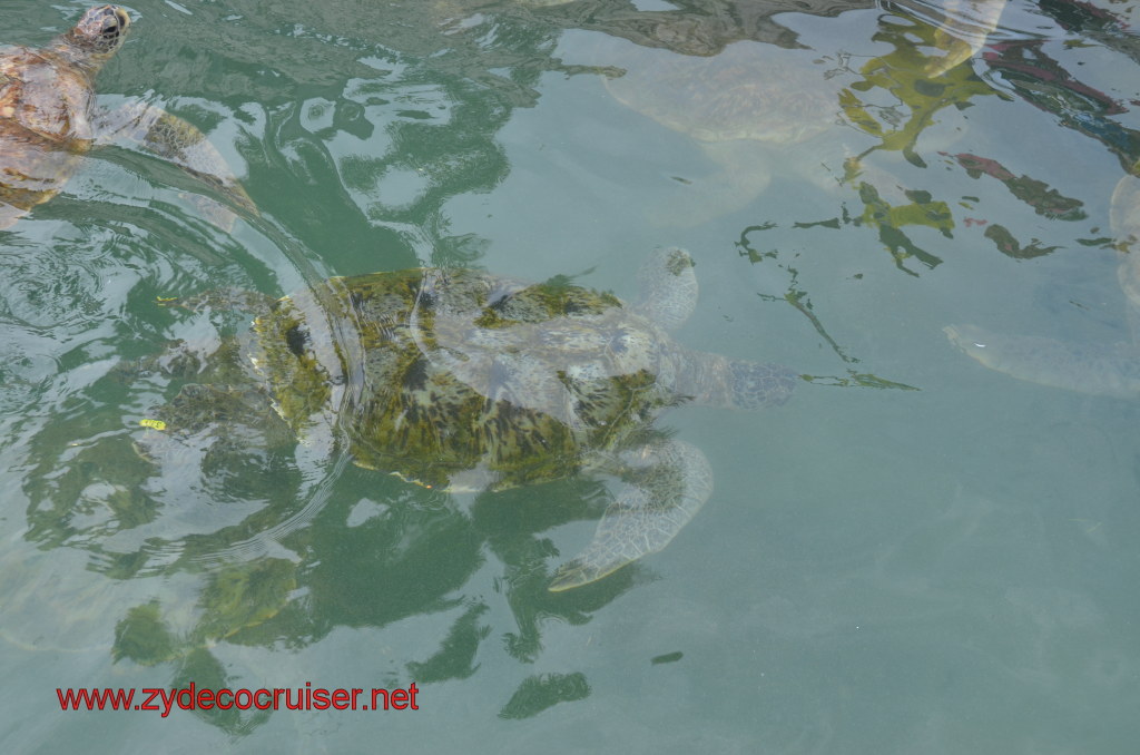 011: Carnival Magic, BC5, John Heald's Bloggers Cruise 5, Grand Cayman, Cayman Turtle Farm, Turtle Breeding Pond, 