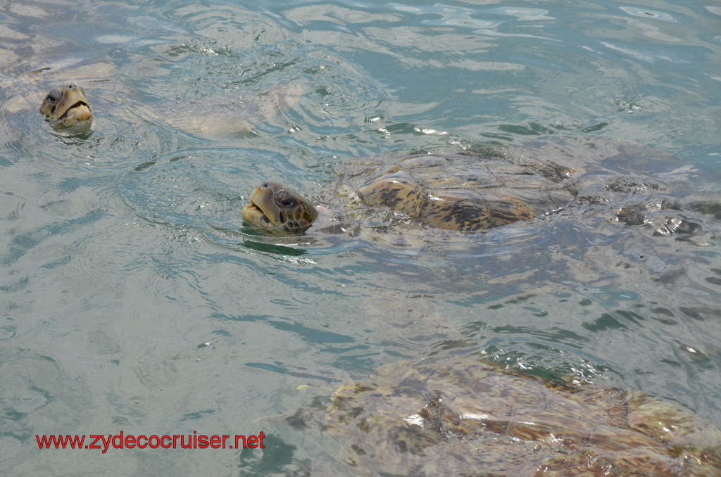 012: Carnival Magic, BC5, John Heald's Bloggers Cruise 5, Grand Cayman, Cayman Turtle Farm, Turtle Breeding Pond, 
