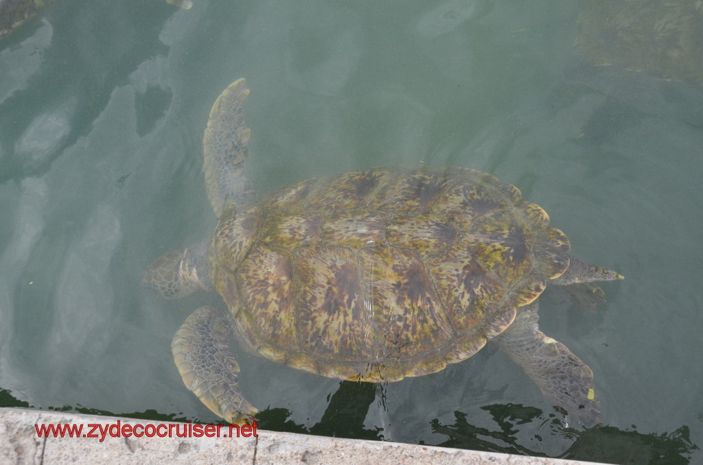 015: Carnival Magic, BC5, John Heald's Bloggers Cruise 5, Grand Cayman, Cayman Turtle Farm, Turtle Breeding Pond, 