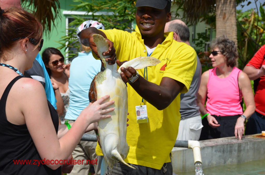 022: Carnival Magic, BC5, John Heald's Bloggers Cruise 5, Grand Cayman, Cayman Turtle Farm, Turtle Display, Touch Tanks, 