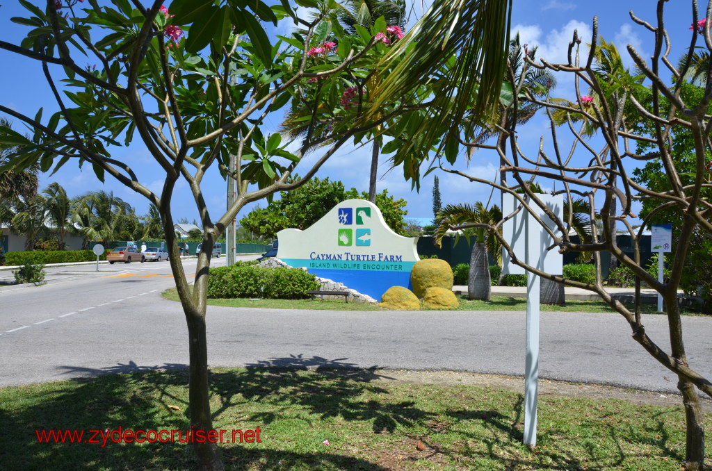 171: Carnival Magic, BC5, John Heald's Bloggers Cruise 5, Grand Cayman, Cayman Turtle Farm, 