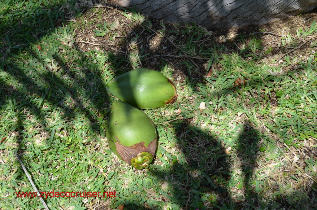 173: Carnival Magic, BC5, John Heald's Bloggers Cruise 5, Grand Cayman, Coconuts