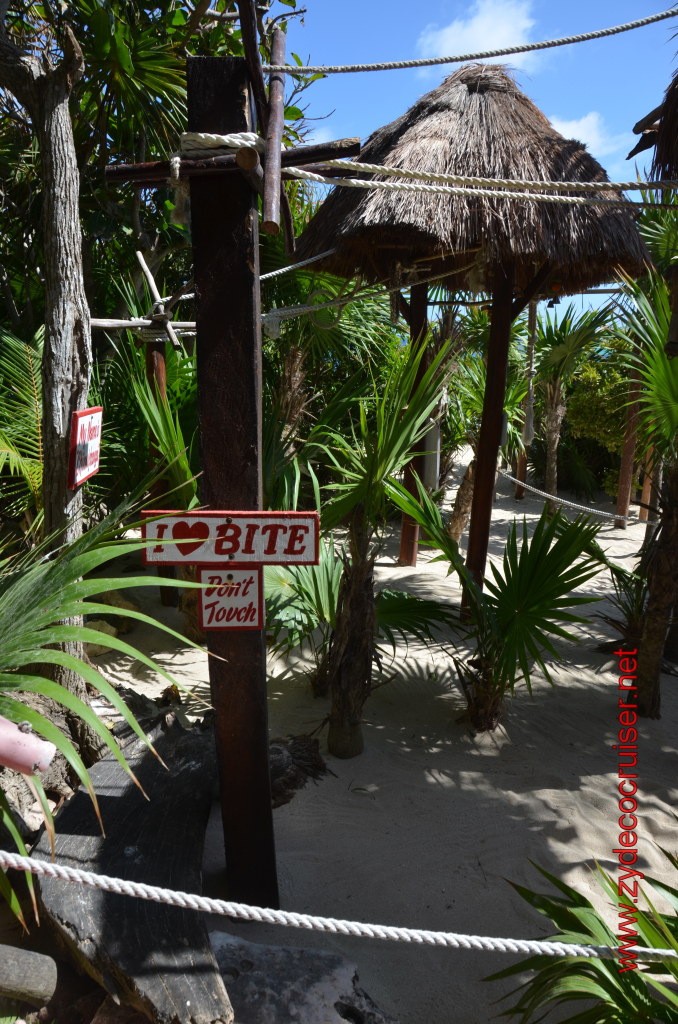 196: Carnival Magic, BC5, John Heald's Bloggers Cruise 5, Cozumel, Island Taxi Tour, Coconuts, 