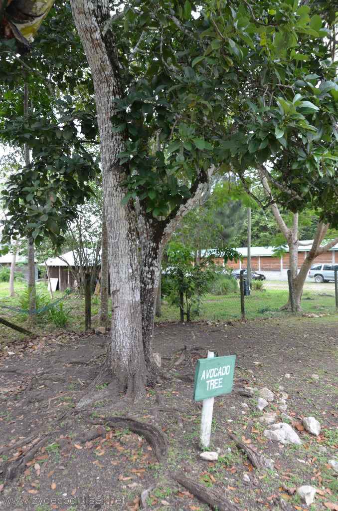 050: Carnival Conquest, Belize, Belize City Tour and Altun Ha, Avocado tree