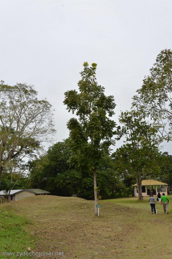 154: Carnival Conquest, Belize, Belize City Tour and Altun Ha, Mahogany tree