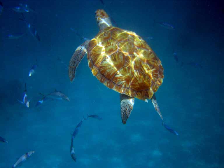 Swimming with turtles, Barbados