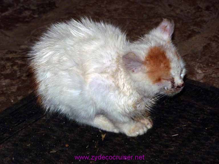 4784: Carnival Dream - Dubrovnik, Croatia - Country Home in Konavle - awww a kitten - looks a little cold