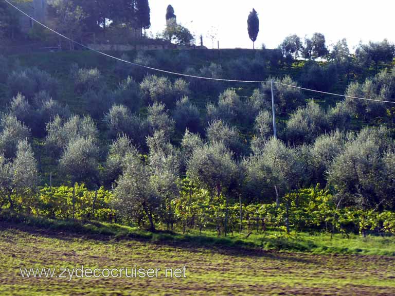 6336: Carnival Dream, Livorno - Beautiful Tuscany - Olive Trees - Herds of them