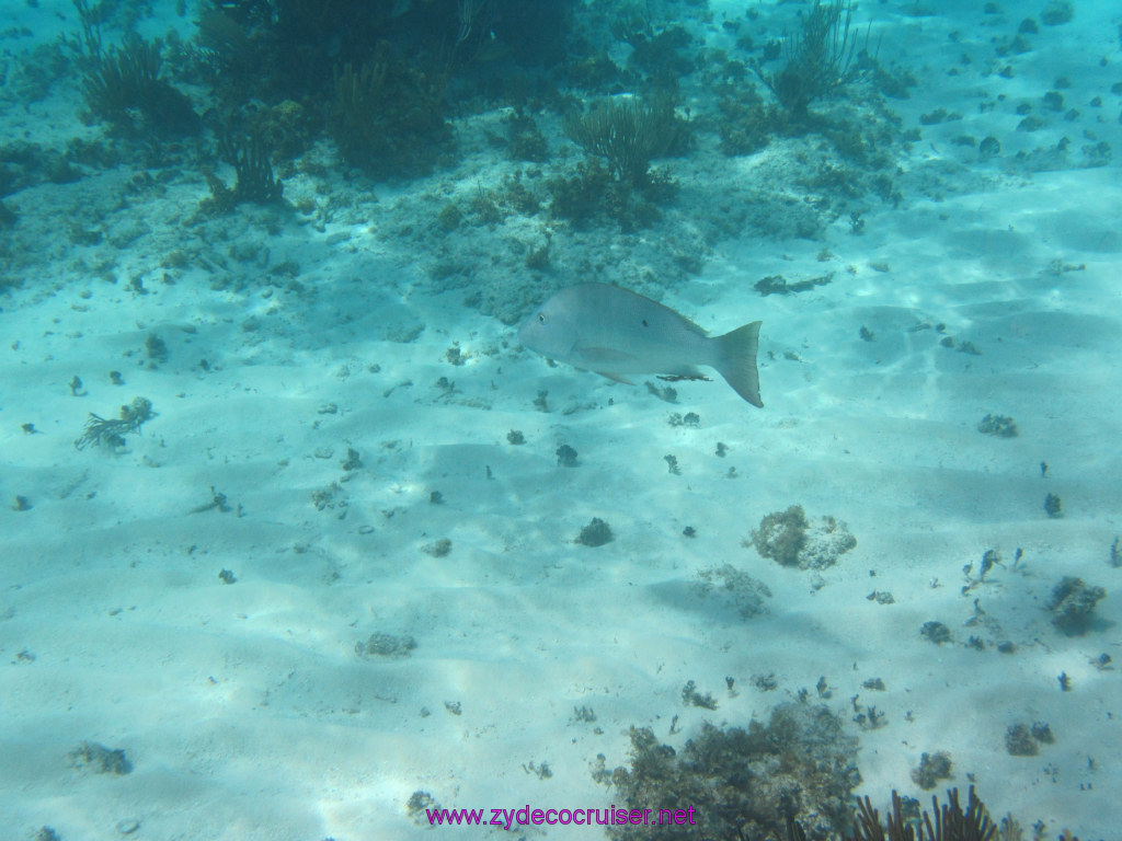110: Carnival Dream Reposition Cruise, Grand Cayman, Native Way Rays, Reef, and Rum Point Tour, Coral Gardens, 