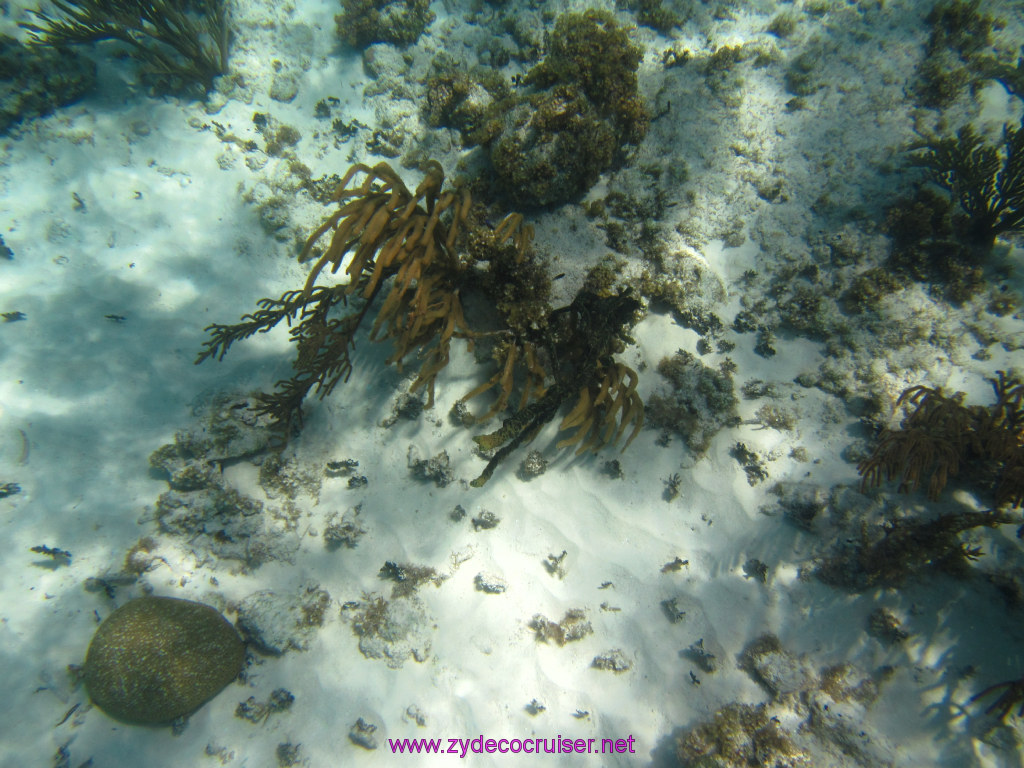 114: Carnival Dream Reposition Cruise, Grand Cayman, Native Way Rays, Reef, and Rum Point Tour, Coral Gardens, 