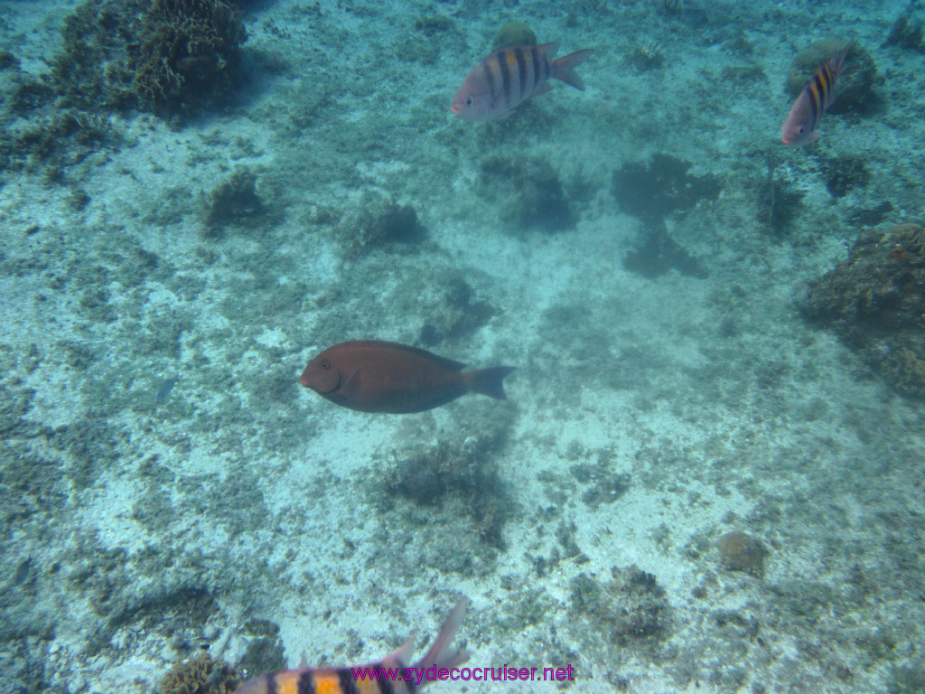 033: Carnival Elation Cruise, Cozumel, Two Reef Snorkeling by Boat, 