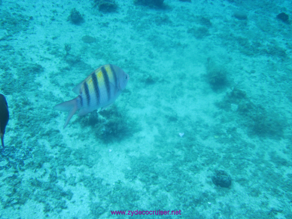035: Carnival Elation Cruise, Cozumel, Two Reef Snorkeling by Boat, 