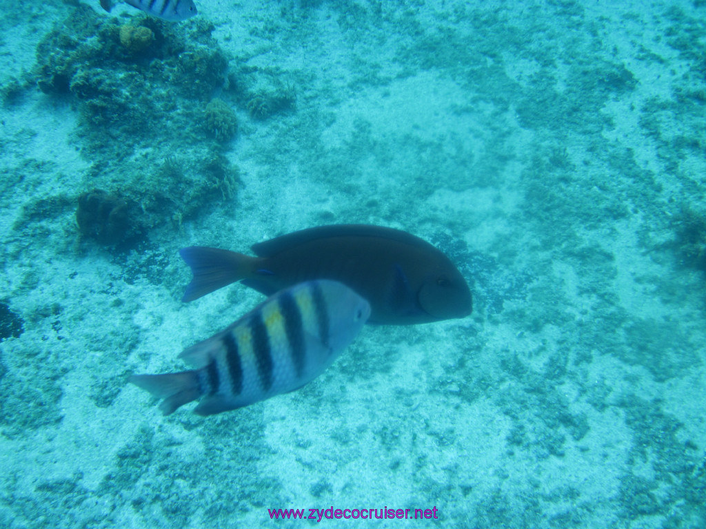 036: Carnival Elation Cruise, Cozumel, Two Reef Snorkeling by Boat, 