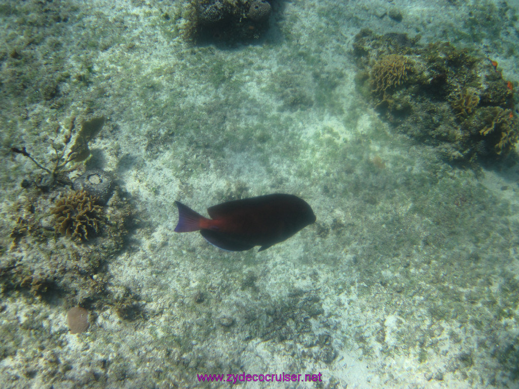042: Carnival Elation Cruise, Cozumel, Two Reef Snorkeling by Boat, 