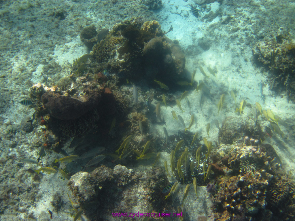 049: Carnival Elation Cruise, Cozumel, Two Reef Snorkeling by Boat, 