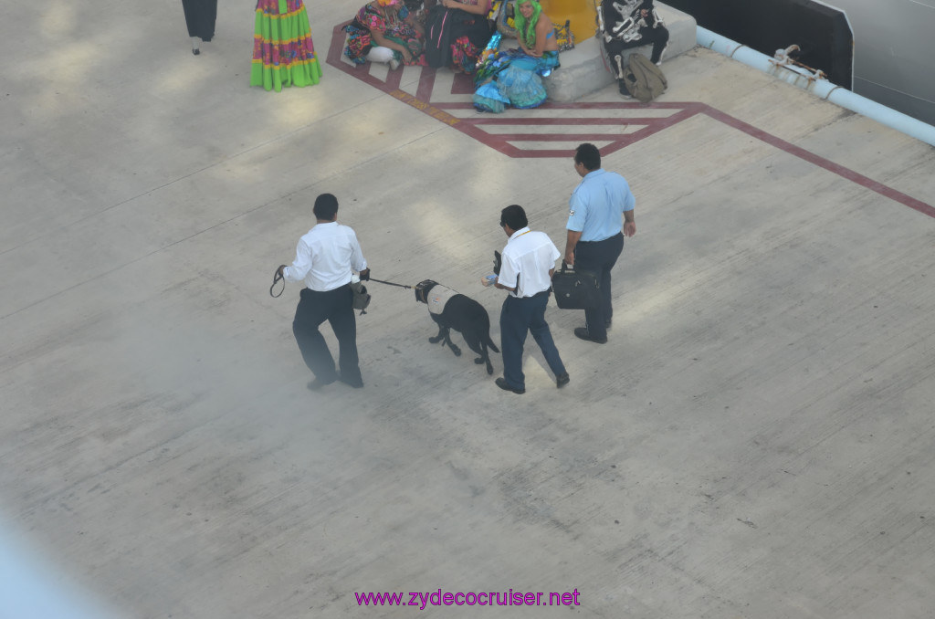 009: Carnival Elation Cruise, Cozumel, Dog Patrol