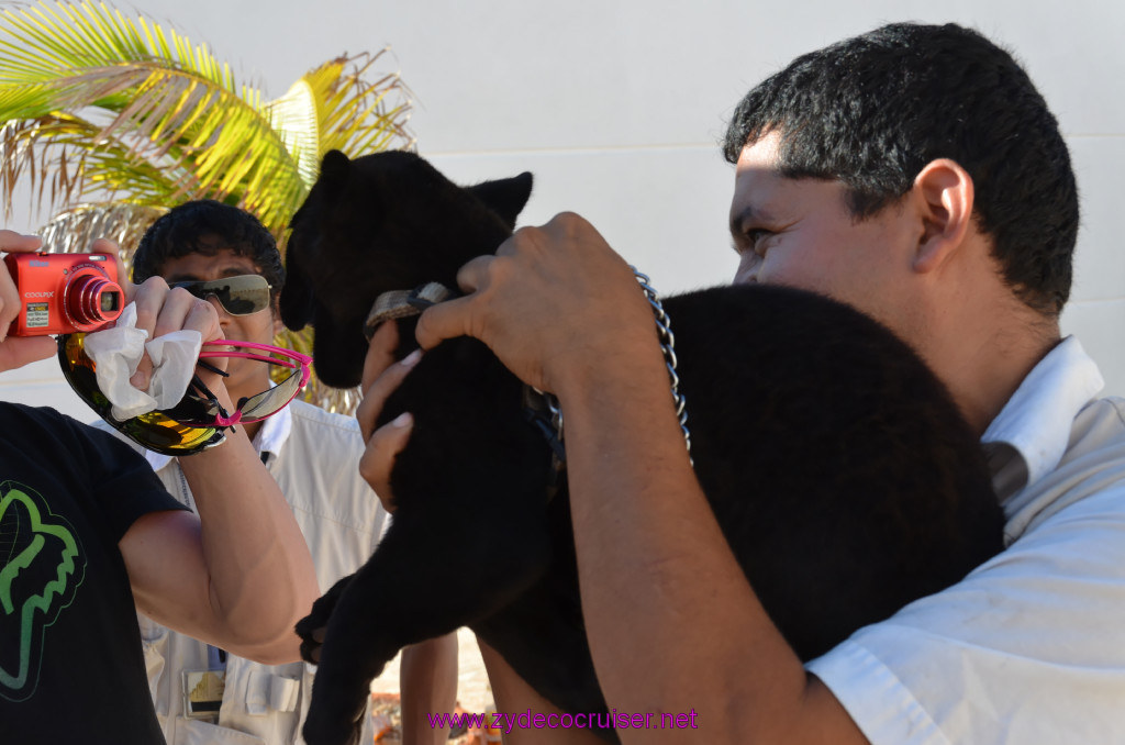 283: Carnival Elation, Progreso, Mayan Panther, 