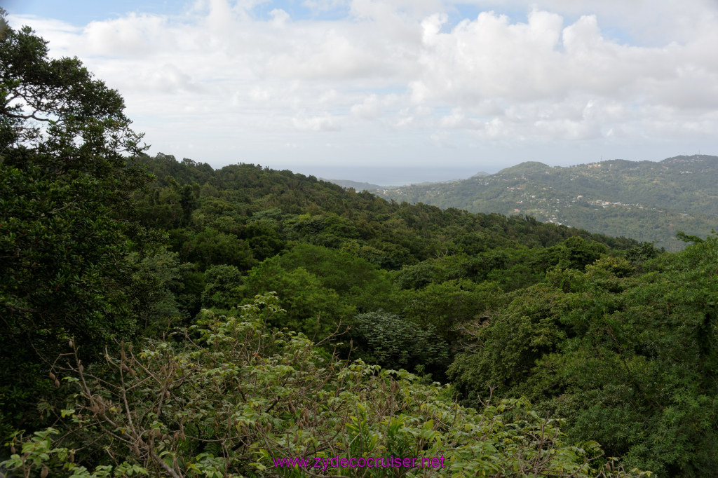 145: Carnival Freedom Reposition Cruise, St Lucia, Rain Forest Aerial Tram Adventure, 