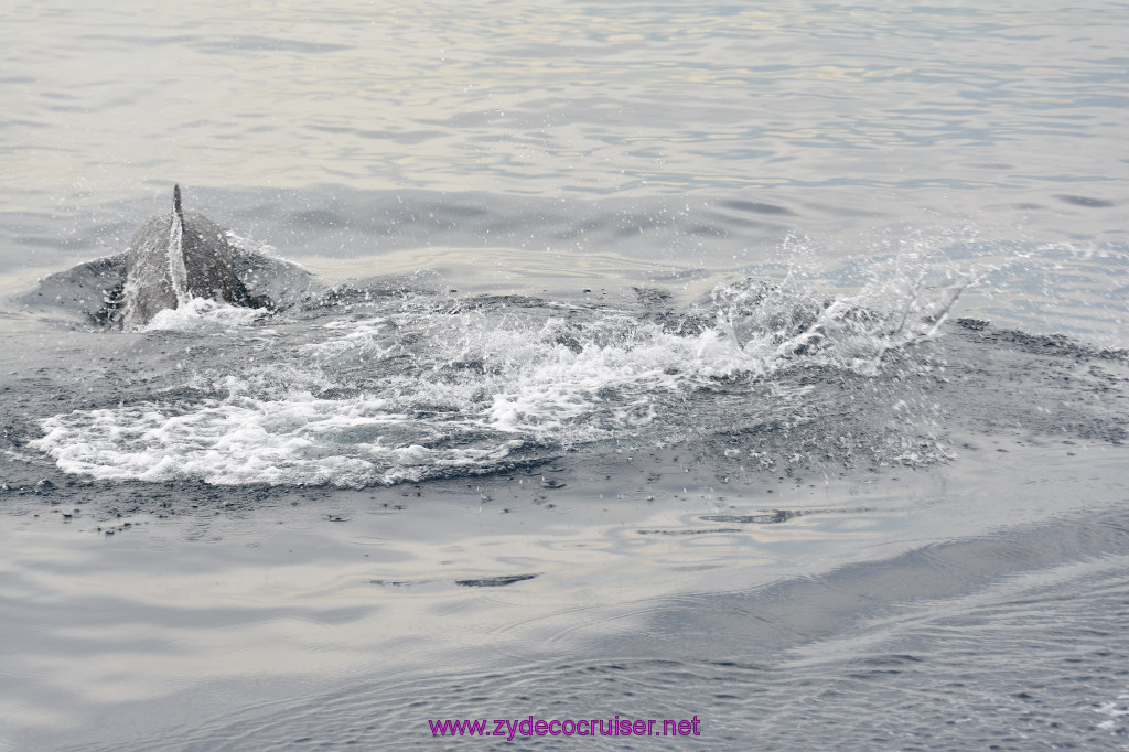 172: Carnival Inspiration, Catalina Island, Coastal Wild Dolphin Adventure, 