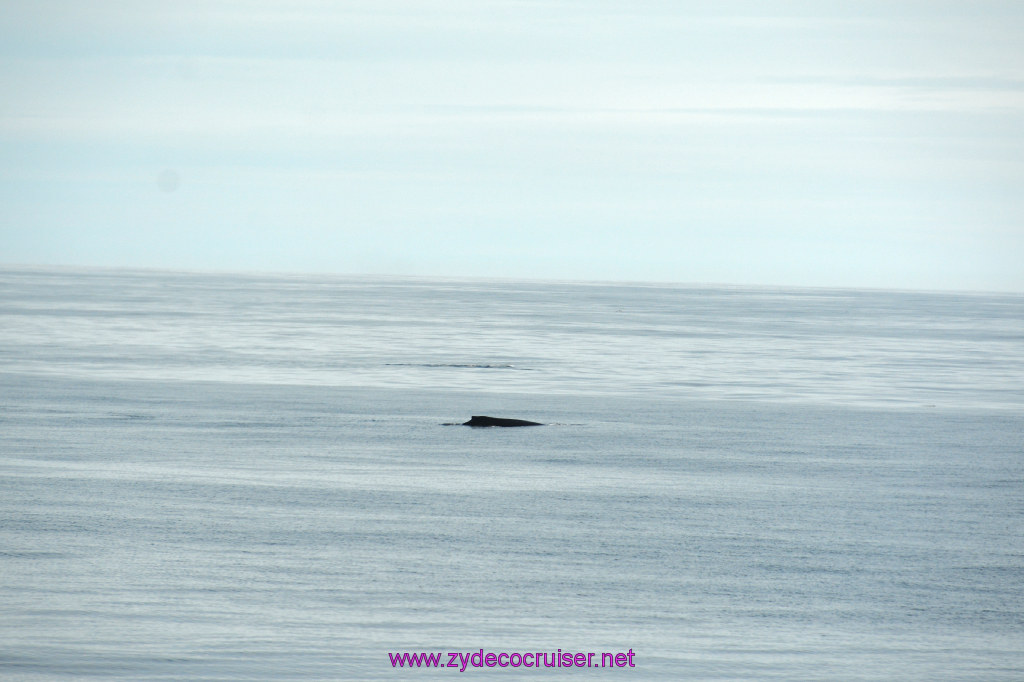 005: Carnival Miracle Alaska Cruise, Fun Day at Sea 1, Humpback Whale