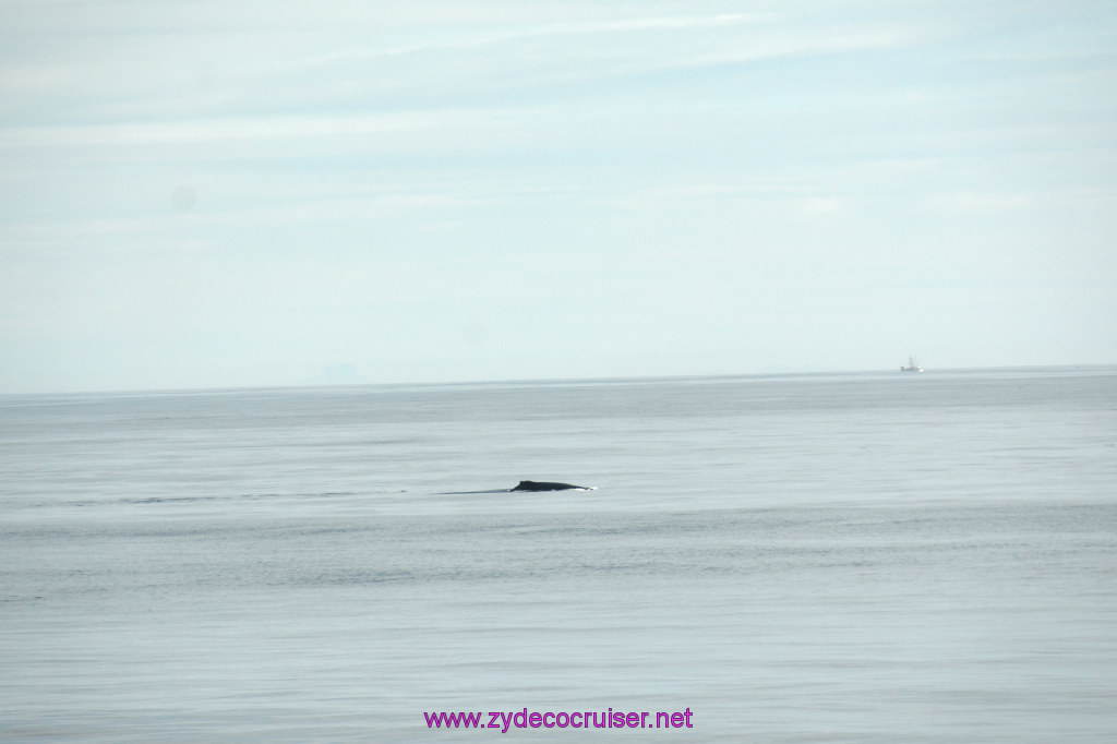 006: Carnival Miracle Alaska Cruise, Fun Day at Sea 1, Humpback Whale