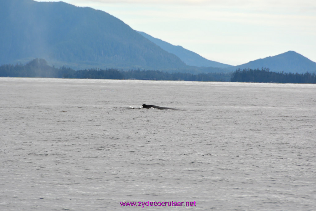 198: Carnival Miracle Alaska Cruise, Sitka, Jet Cat Wildlife Quest And Beach Exploration Excursion, 