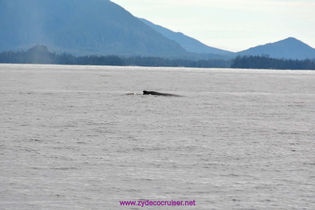199: Carnival Miracle Alaska Cruise, Sitka, Jet Cat Wildlife Quest And Beach Exploration Excursion, 