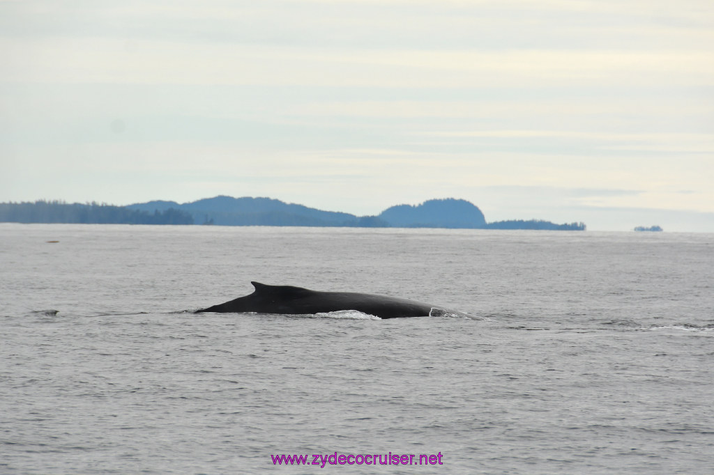215: Carnival Miracle Alaska Cruise, Sitka, Jet Cat Wildlife Quest And Beach Exploration Excursion, 