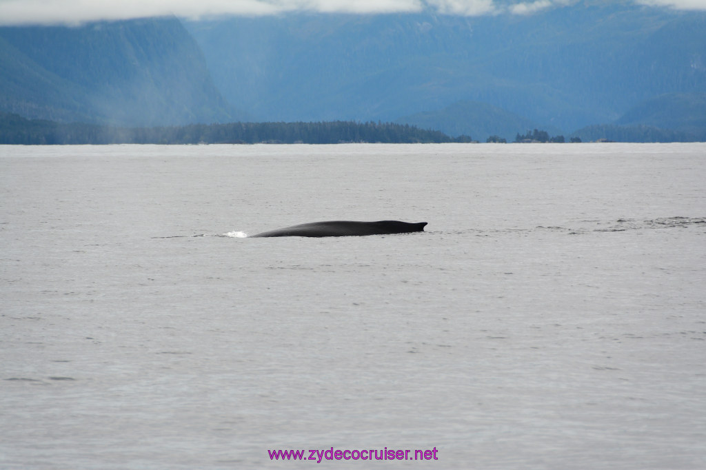 281: Carnival Miracle Alaska Cruise, Sitka, Jet Cat Wildlife Quest And Beach Exploration Excursion, 