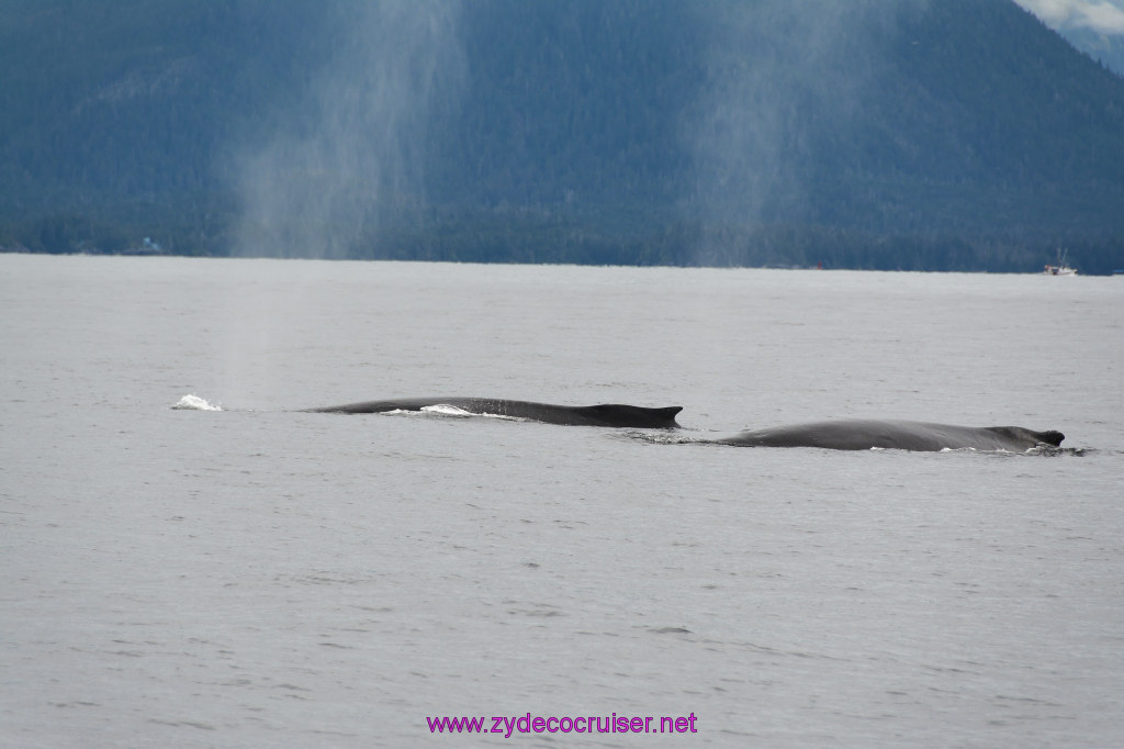 285: Carnival Miracle Alaska Cruise, Sitka, Jet Cat Wildlife Quest And Beach Exploration Excursion, 