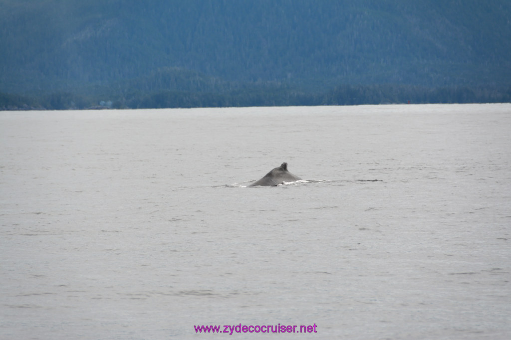 290: Carnival Miracle Alaska Cruise, Sitka, Jet Cat Wildlife Quest And Beach Exploration Excursion, 