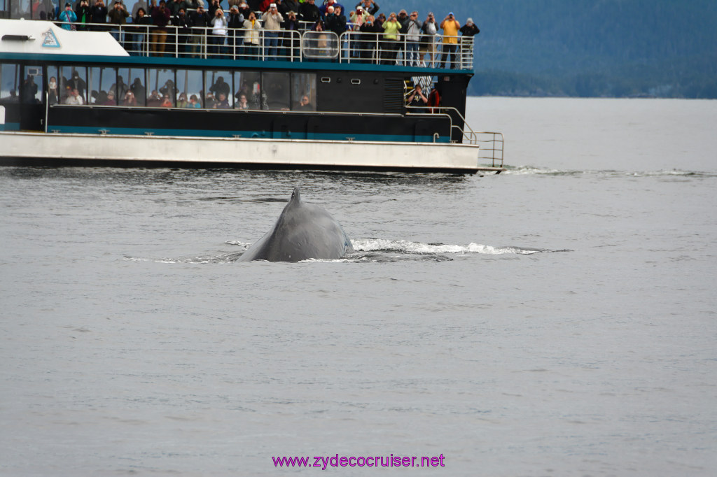 299: Carnival Miracle Alaska Cruise, Sitka, Jet Cat Wildlife Quest And Beach Exploration Excursion, 