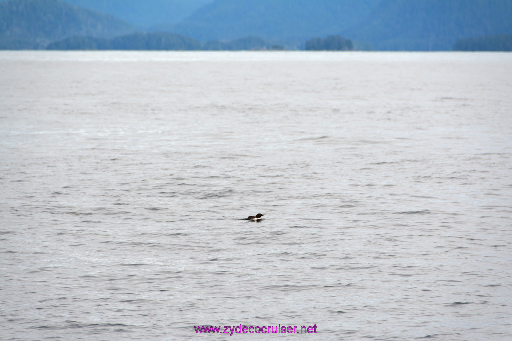 316: Carnival Miracle Alaska Cruise, Sitka, Jet Cat Wildlife Quest And Beach Exploration Excursion, 