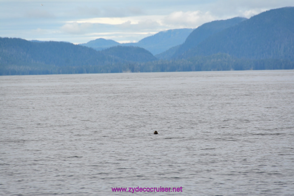 318: Carnival Miracle Alaska Cruise, Sitka, Jet Cat Wildlife Quest And Beach Exploration Excursion, 
