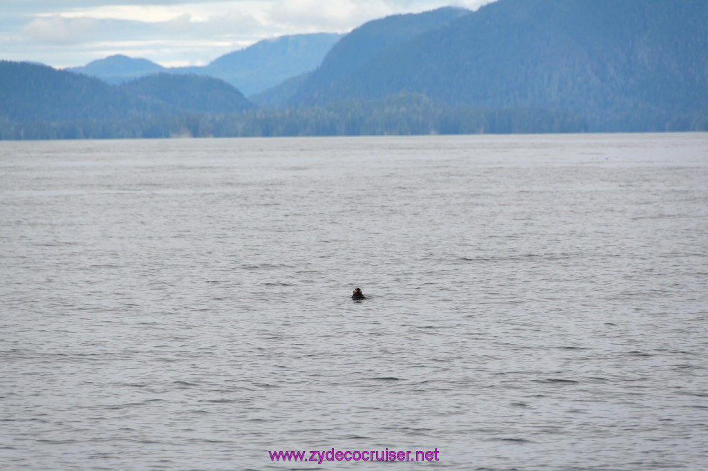 319: Carnival Miracle Alaska Cruise, Sitka, Jet Cat Wildlife Quest And Beach Exploration Excursion, 