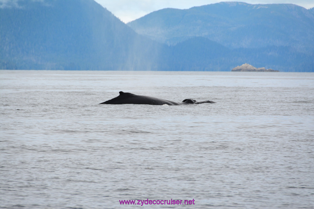 337: Carnival Miracle Alaska Cruise, Sitka, Jet Cat Wildlife Quest And Beach Exploration Excursion, 