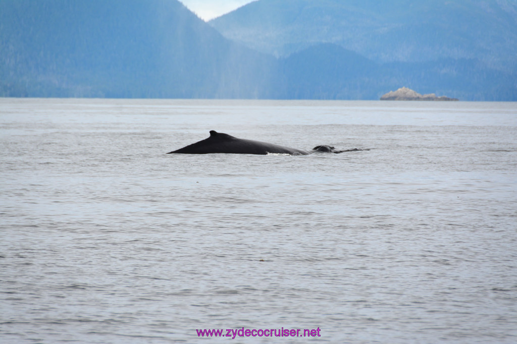 338: Carnival Miracle Alaska Cruise, Sitka, Jet Cat Wildlife Quest And Beach Exploration Excursion, 