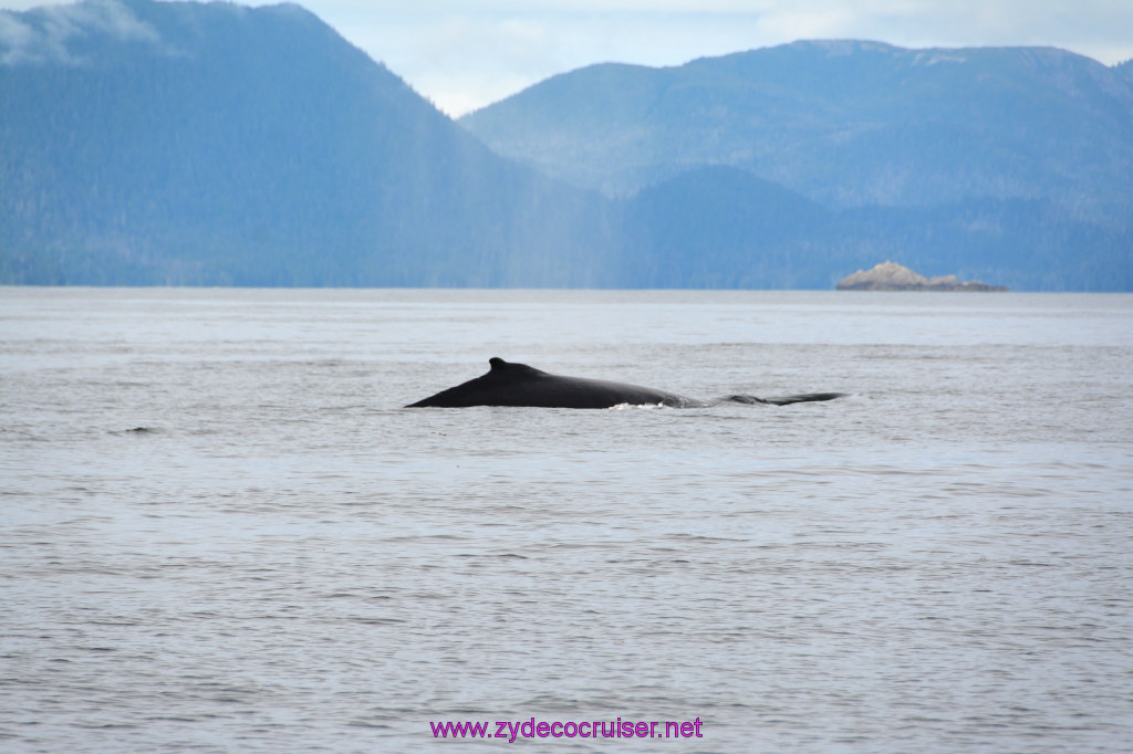 339: Carnival Miracle Alaska Cruise, Sitka, Jet Cat Wildlife Quest And Beach Exploration Excursion, 