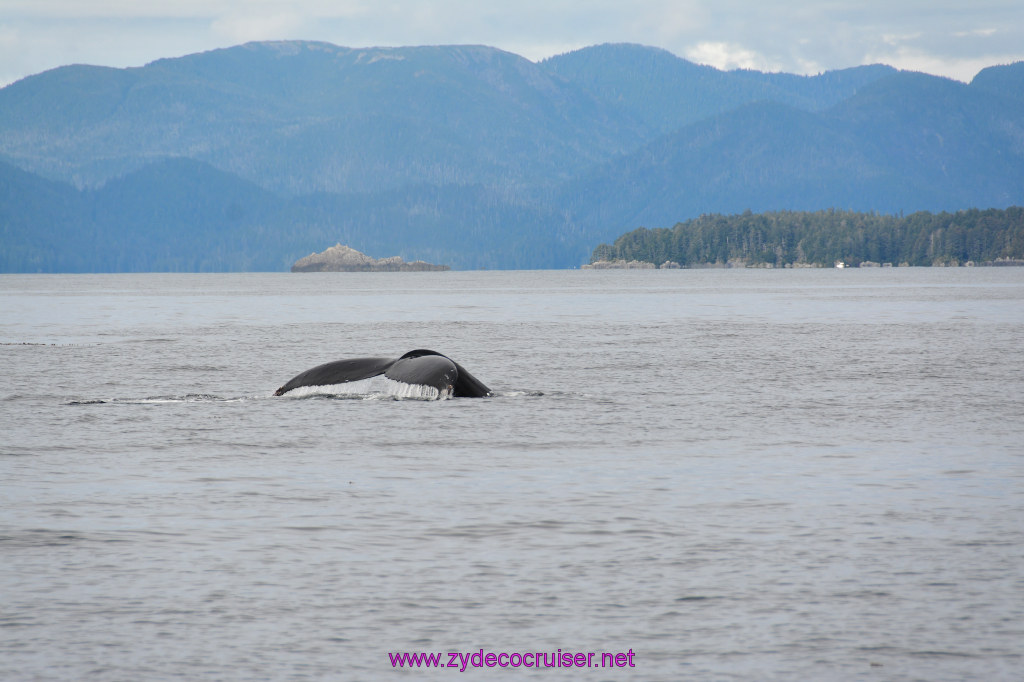 342: Carnival Miracle Alaska Cruise, Sitka, Jet Cat Wildlife Quest And Beach Exploration Excursion, 
