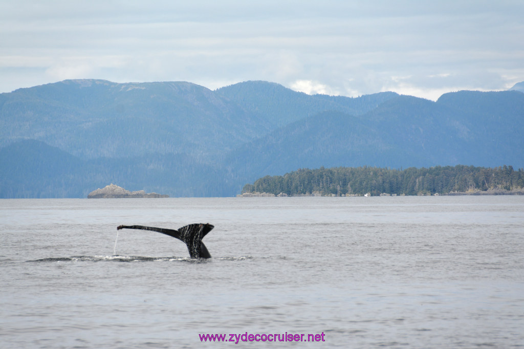 345: Carnival Miracle Alaska Cruise, Sitka, Jet Cat Wildlife Quest And Beach Exploration Excursion, 