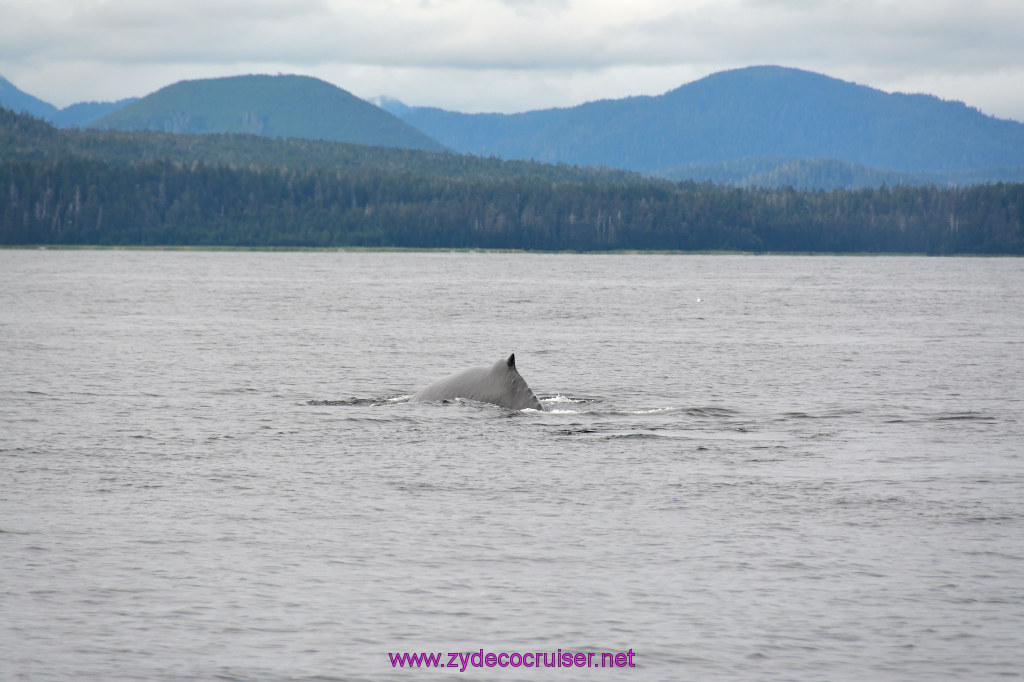 350: Carnival Miracle Alaska Cruise, Sitka, Jet Cat Wildlife Quest And Beach Exploration Excursion, 