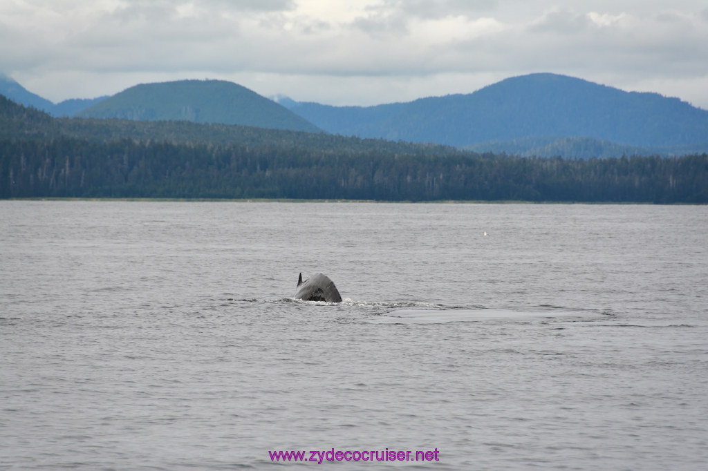 351: Carnival Miracle Alaska Cruise, Sitka, Jet Cat Wildlife Quest And Beach Exploration Excursion, 