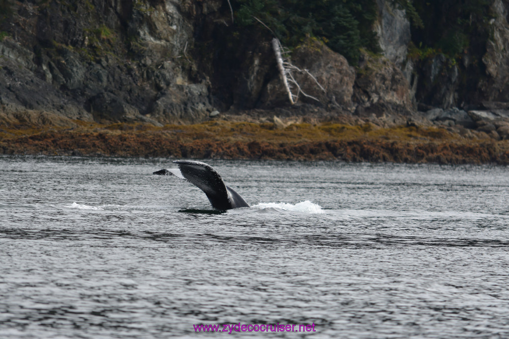 132: Carnival Miracle Alaska Cruise, Juneau, Harv and Marv's Whale Watching, 