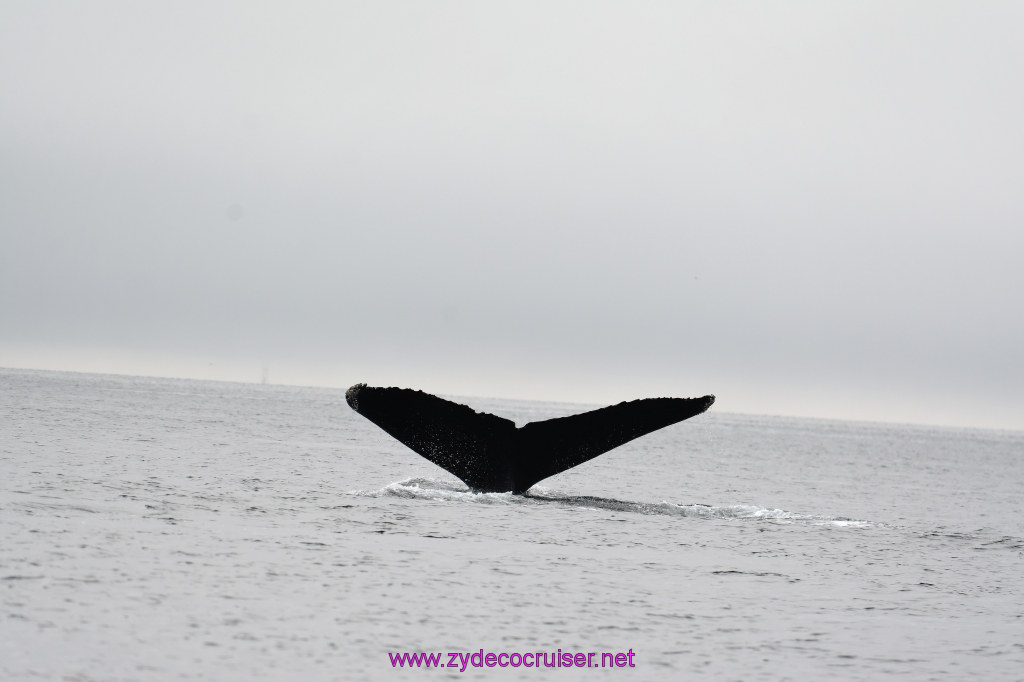 193: Carnival Miracle Alaska Cruise, Juneau, Harv and Marv's Whale Watching, 