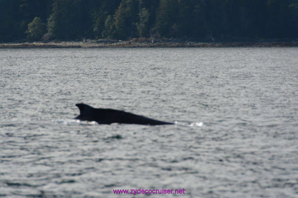 542: Carnival Miracle Alaska Cruise, Juneau, Harv and Marv's Whale Watching, 