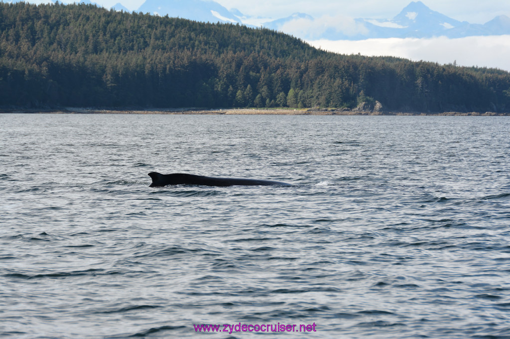 546: Carnival Miracle Alaska Cruise, Juneau, Harv and Marv's Whale Watching, 