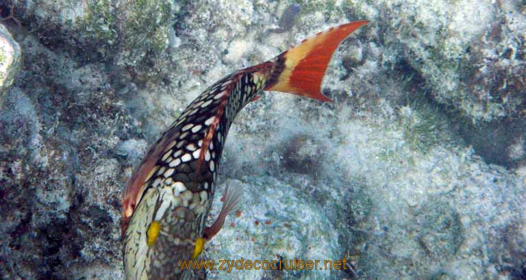 464: Carnival Sensation - Nassau - Catamaran Sail and Snorkel - Parrotfish