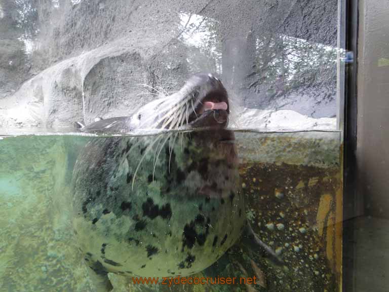 005: Alaska Zoo - Anchorage - Seal licking glass
