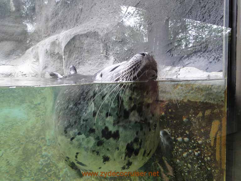007: Alaska Zoo - Anchorage - Seal